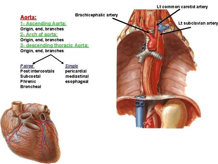 Lt common carotid artery Brachicephalic artery Aorta: 1 - Ascending Aorta: Origin, end, branches