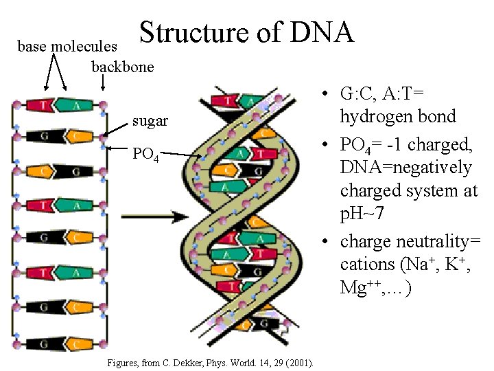 Structure of DNA base molecules backbone sugar PO 4 Figures, from C. Dekker, Phys.
