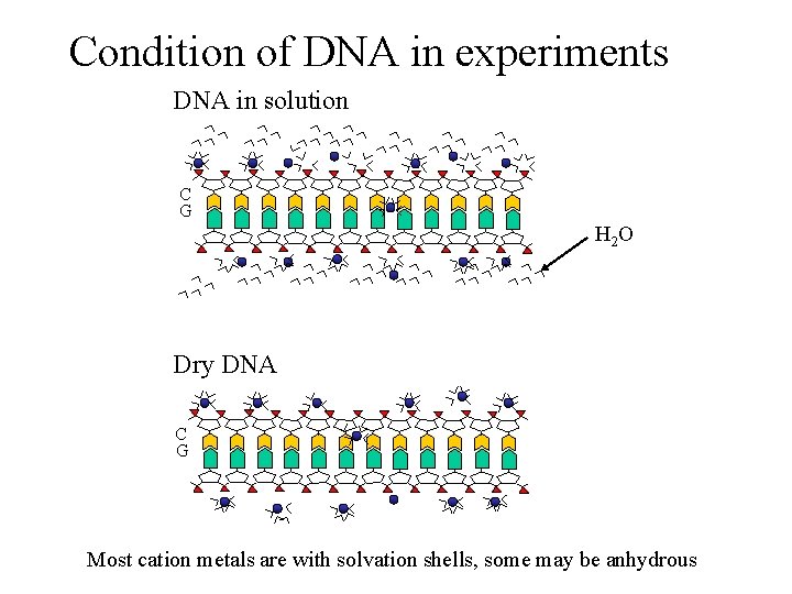 Condition of DNA in experiments DNA in solution C G H 2 O Dry