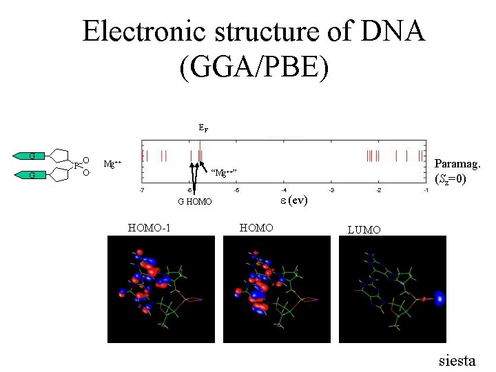 Electronic structure of DNA (GGA/PBE) EF G P G O Paramag. (Sz=0) Mg++ O-