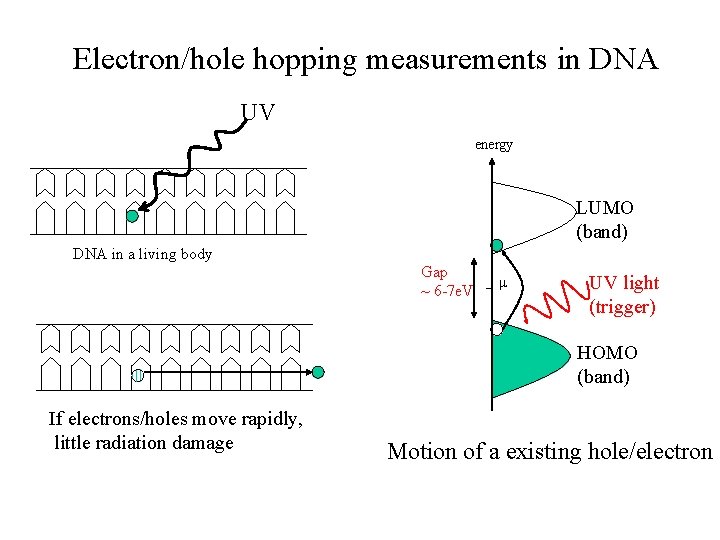 Electron/hole hopping measurements in DNA UV energy LUMO (band) DNA in a living body