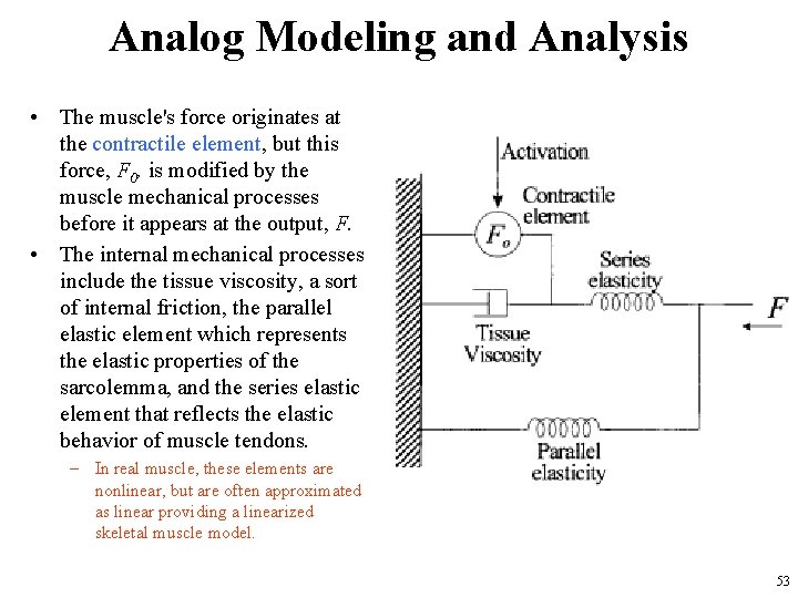 Analog Modeling and Analysis • The muscle's force originates at the contractile element, but