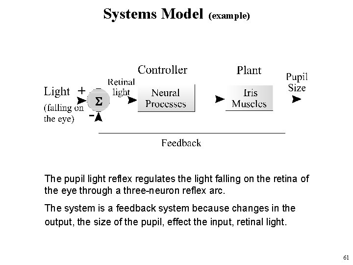 Systems Model (example) The pupil light reflex regulates the light falling on the retina