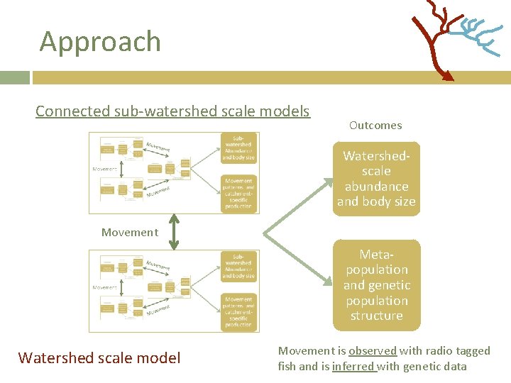 Approach Connected sub-watershed scale models Outcomes Watershedscale abundance and body size Movement Metapopulation and