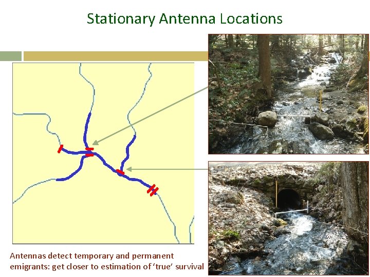 Stationary Antenna Locations Antennas detect temporary and permanent emigrants: get closer to estimation of