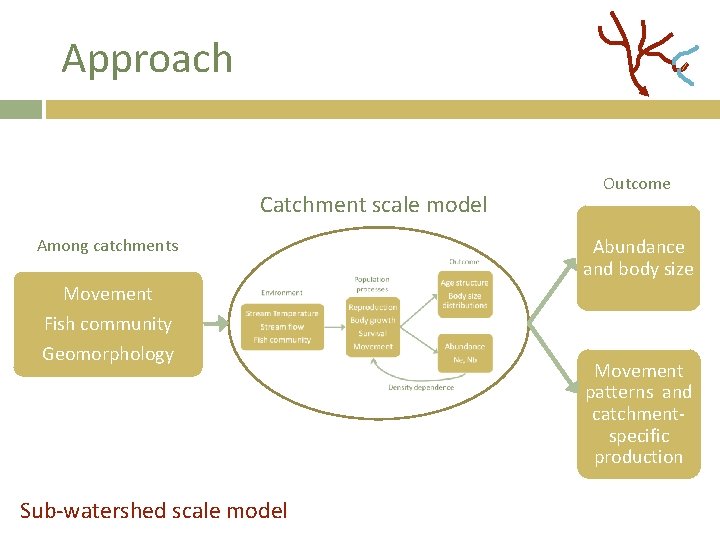 Approach Catchment scale model Among catchments Outcome Abundance and body size Movement Fish community