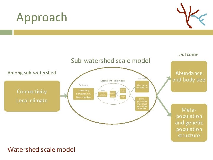 Approach Sub-watershed scale model Among sub-watershed Outcome Abundance and body size Connectivity Local climate