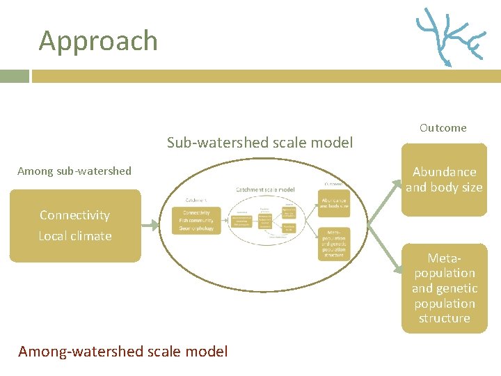 Approach Sub-watershed scale model Among sub-watershed Outcome Abundance and body size Connectivity Local climate