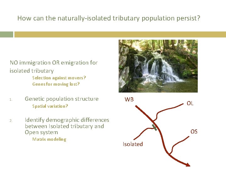 How can the naturally-isolated tributary population persist? NO immigration OR emigration for isolated tributary