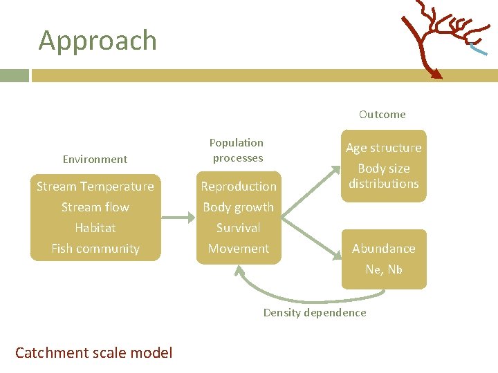 Approach Outcome Environment Stream Temperature Stream flow Habitat Fish community Population processes Reproduction Body