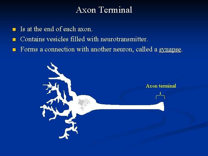 Axon Terminal n n n Is at the end of each axon. Contains vesicles