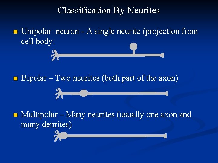 Classification By Neurites n Unipolar neuron - A single neurite (projection from cell body: