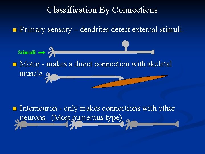 Classification By Connections n Primary sensory – dendrites detect external stimuli. Stimuli n Motor