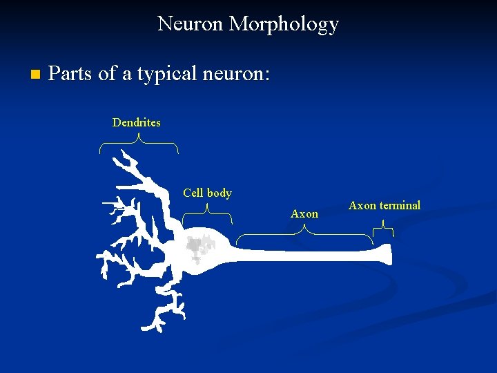 Neuron Morphology n Parts of a typical neuron: Dendrites Cell body Axon terminal 