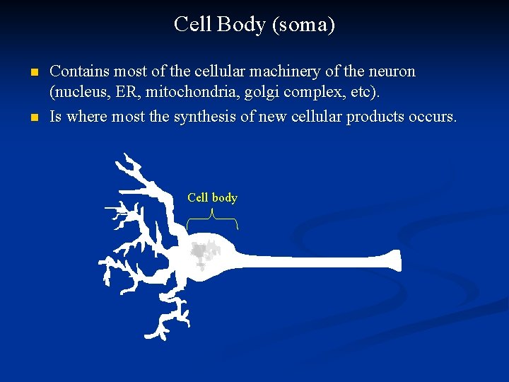 Cell Body (soma) n n Contains most of the cellular machinery of the neuron