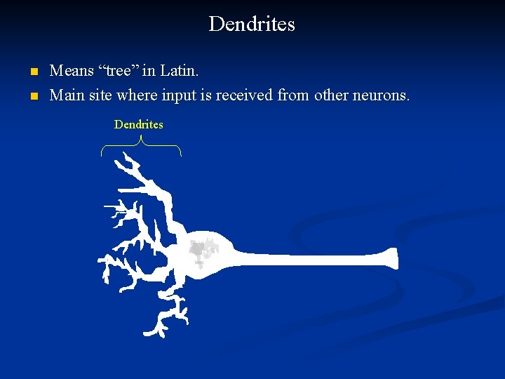 Dendrites n n Means “tree” in Latin. Main site where input is received from