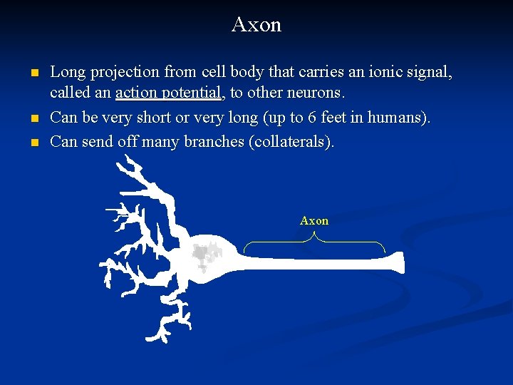 Axon n Long projection from cell body that carries an ionic signal, called an