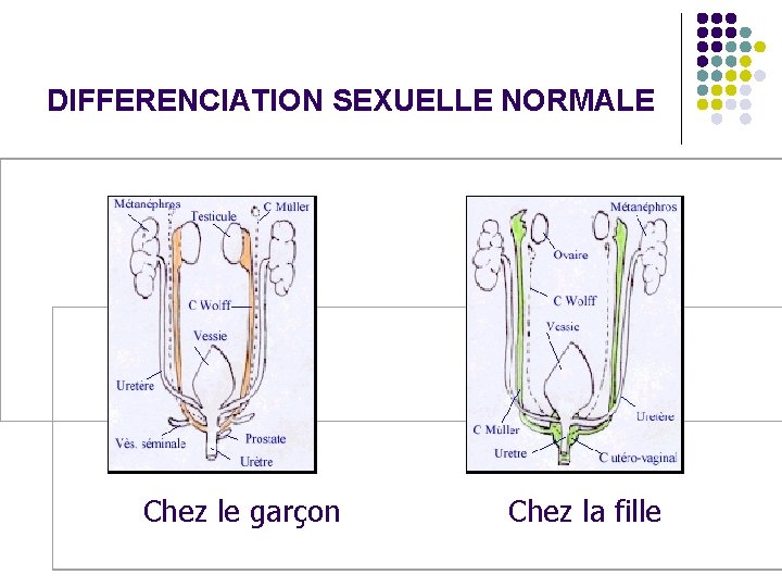 DIFFERENCIATION SEXUELLE NORMALE Chez le garçon Chez la fille 