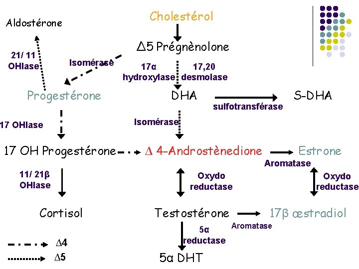 Cholestérol Aldostérone ∆5 Prégnènolone 21/ 11 OHlase Isomérase Progestérone 17α 17, 20 hydroxylase desmolase