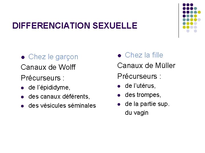 DIFFERENCIATION SEXUELLE Chez le garçon Canaux de Wolff Précurseurs : l l de l’épididyme,