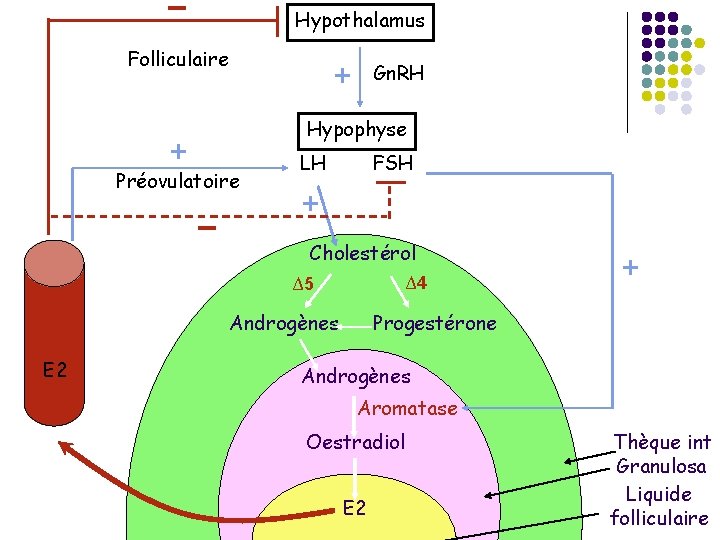 Hypothalamus Folliculaire + Gn. RH + Hypophyse Préovulatoire LH FSH + Cholestérol ∆4 ∆5
