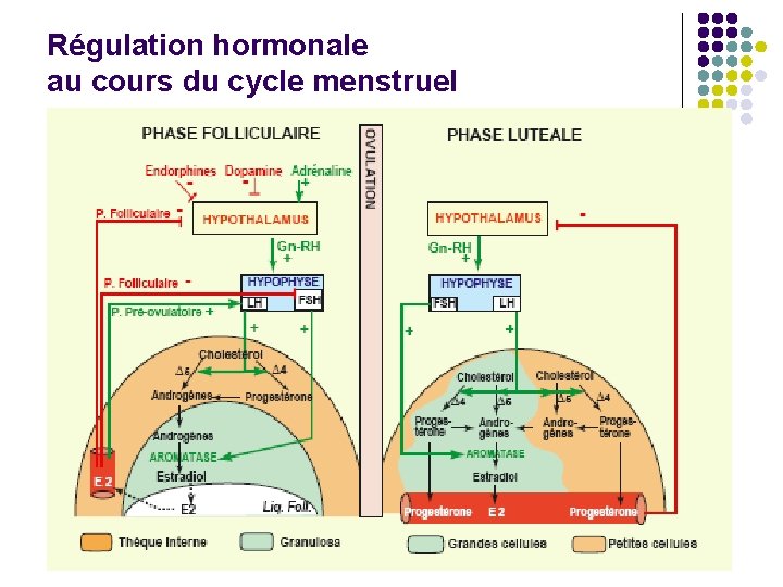 Régulation hormonale au cours du cycle menstruel 