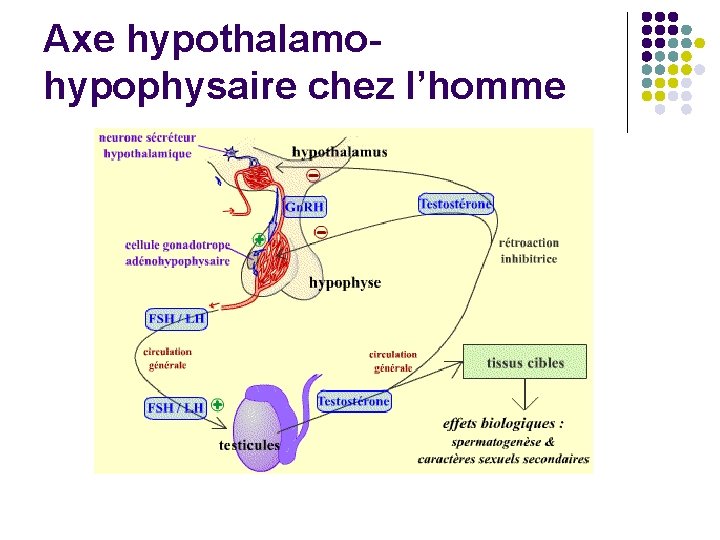 Axe hypothalamohypophysaire chez l’homme 