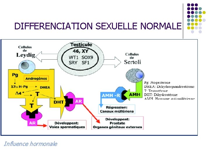 DIFFERENCIATION SEXUELLE NORMALE Influence hormonale 