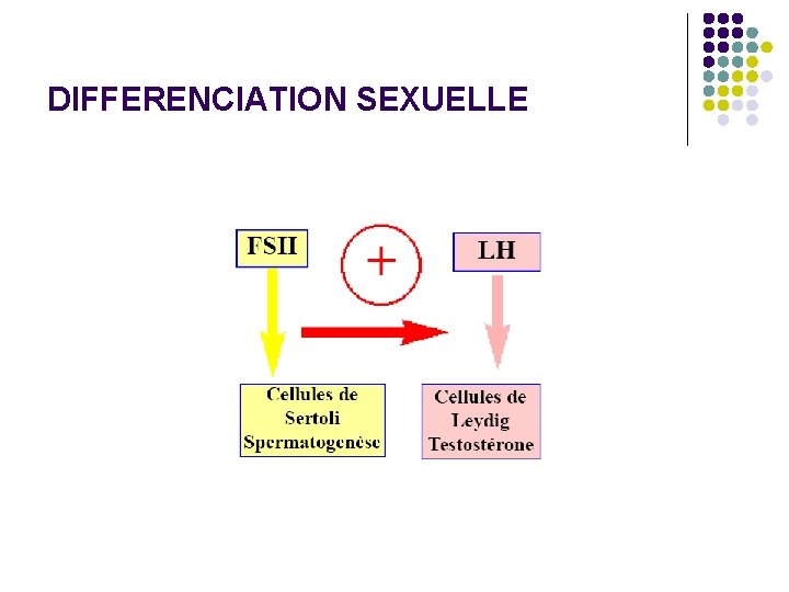 DIFFERENCIATION SEXUELLE 