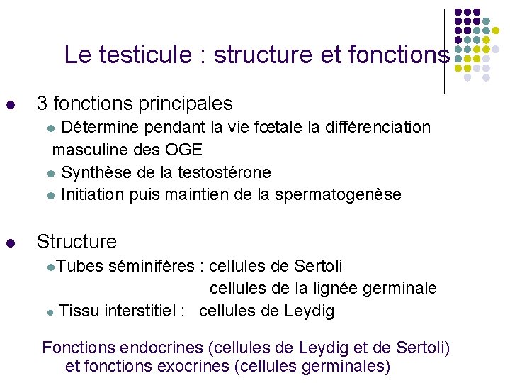 Le testicule : structure et fonctions l 3 fonctions principales l Détermine pendant la