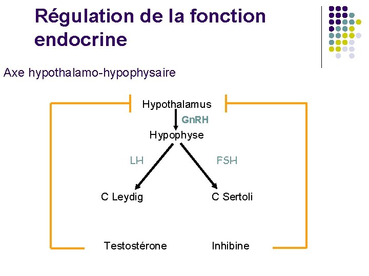 Régulation de la fonction endocrine Axe hypothalamo-hypophysaire Hypothalamus Gn. RH Hypophyse LH C Leydig