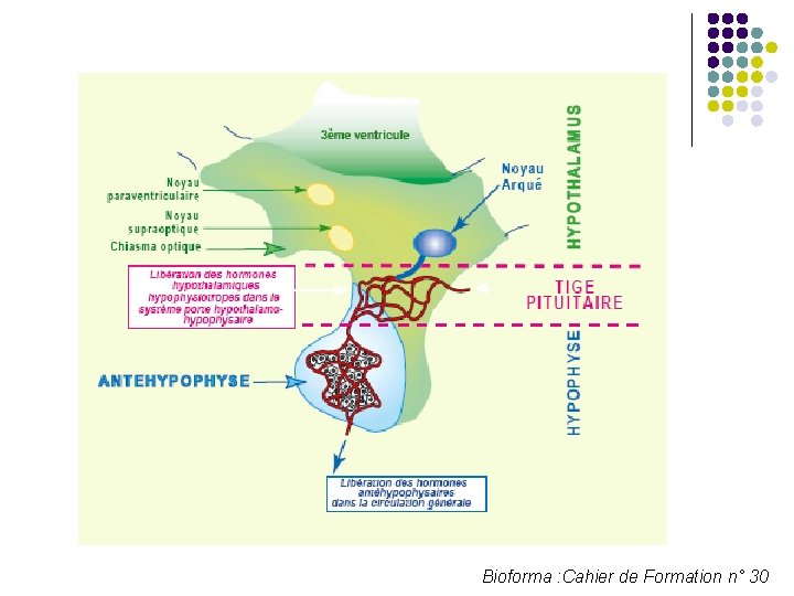 Bioforma : Cahier de Formation n° 30 