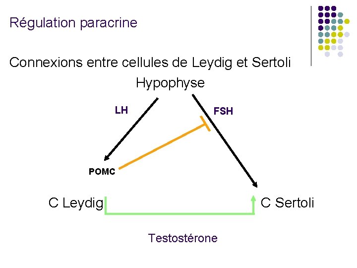 Régulation paracrine Connexions entre cellules de Leydig et Sertoli Hypophyse LH FSH POMC C