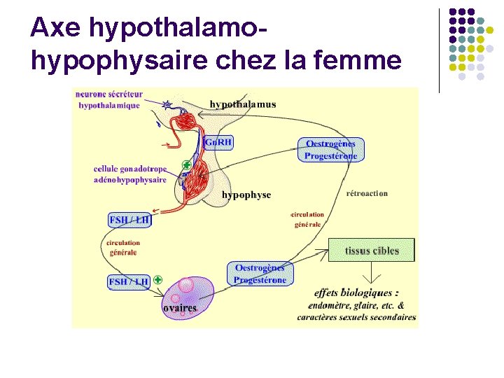 Axe hypothalamohypophysaire chez la femme 