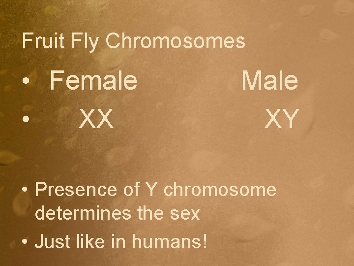 Fruit Fly Chromosomes • Female • XX Male XY • Presence of Y chromosome