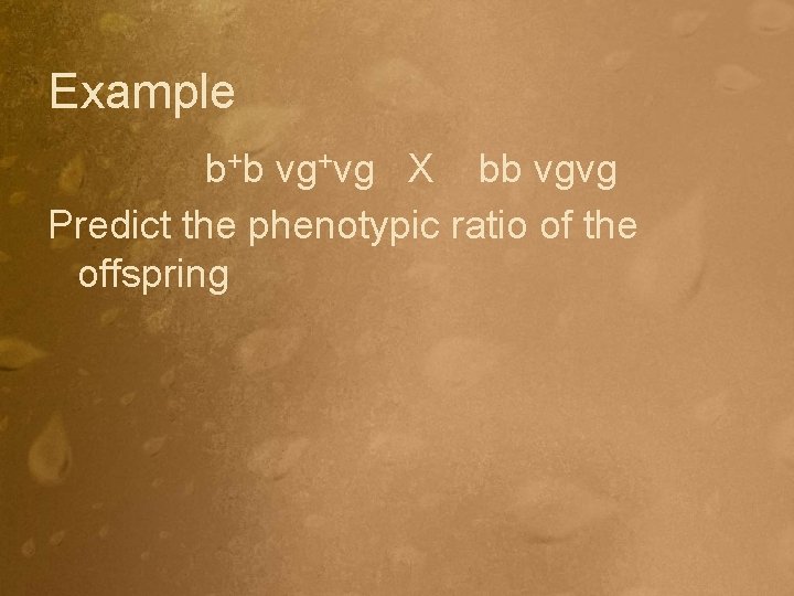 Example b+b vg+vg X bb vgvg Predict the phenotypic ratio of the offspring 