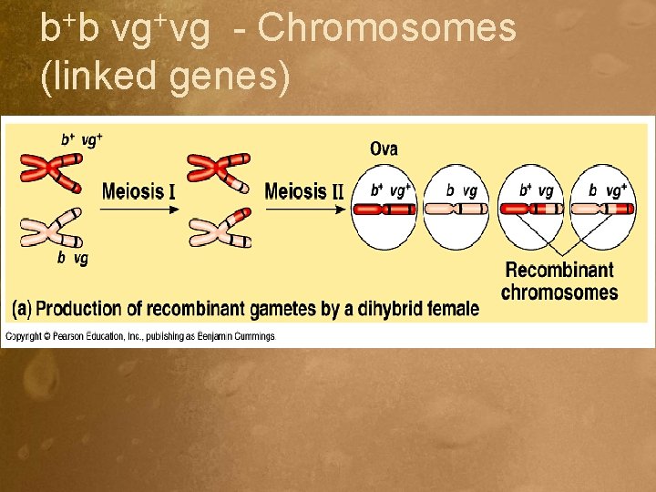 b+b vg+vg - Chromosomes (linked genes) 