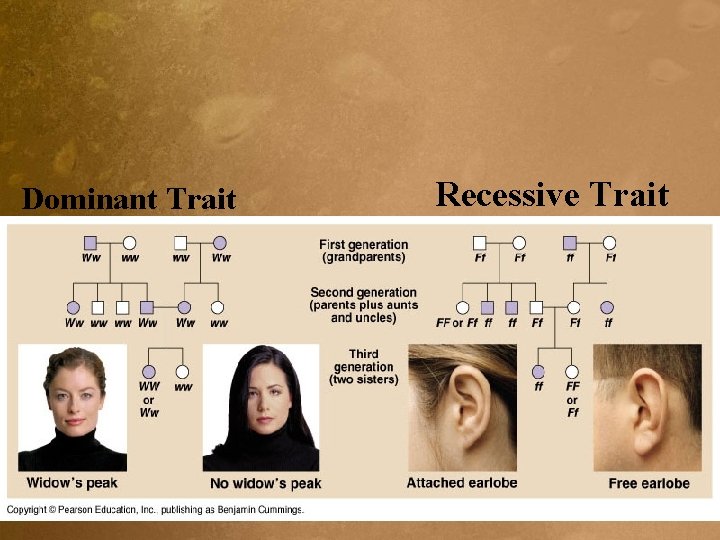 Dominant Trait Recessive Trait 