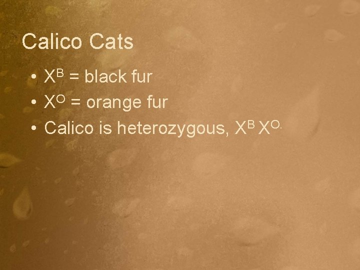 Calico Cats • XB = black fur • XO = orange fur • Calico