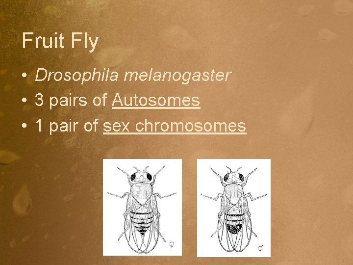 Fruit Fly • Drosophila melanogaster • 3 pairs of Autosomes • 1 pair of
