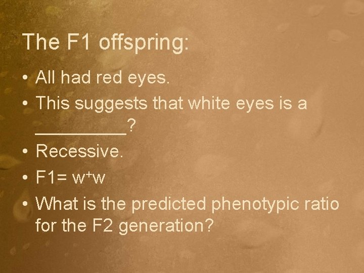 The F 1 offspring: • All had red eyes. • This suggests that white