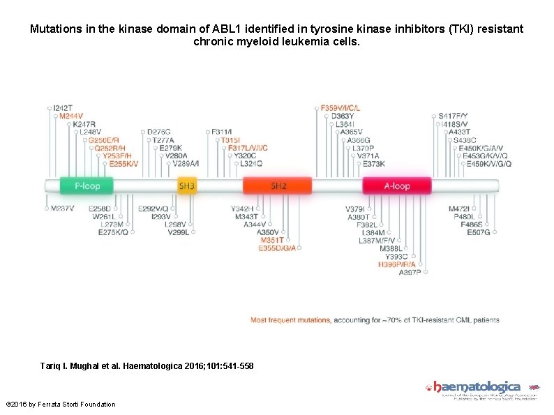 Mutations in the kinase domain of ABL 1 identified in tyrosine kinase inhibitors (TKI)