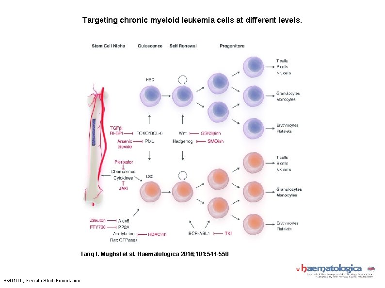 Targeting chronic myeloid leukemia cells at different levels. Tariq I. Mughal et al. Haematologica