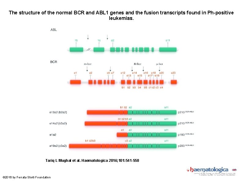 The structure of the normal BCR and ABL 1 genes and the fusion transcripts