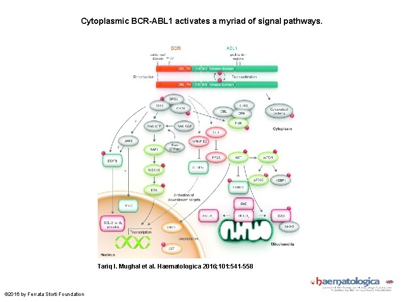 Cytoplasmic BCR-ABL 1 activates a myriad of signal pathways. Tariq I. Mughal et al.