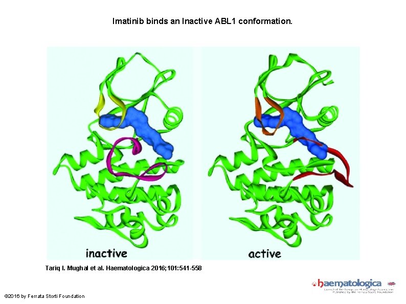 Imatinib binds an Inactive ABL 1 conformation. Tariq I. Mughal et al. Haematologica 2016;