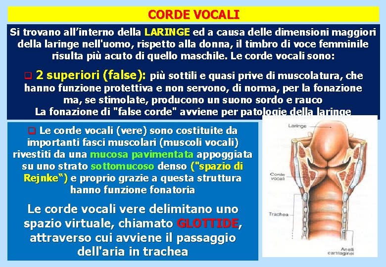 BIOLOGIA IL CORPO UMANO LEZIONE N 10 slide