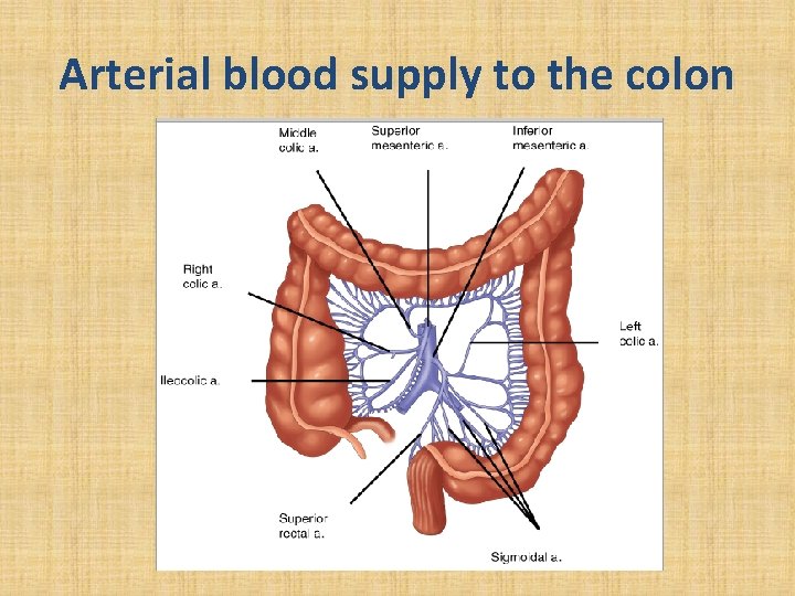 Arterial blood supply to the colon 