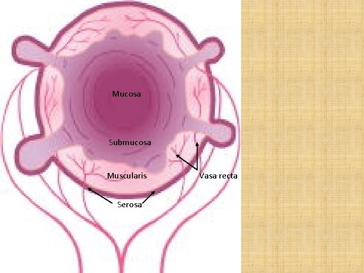Mucosa Submucosa Muscularis Serosa Vasa recta 