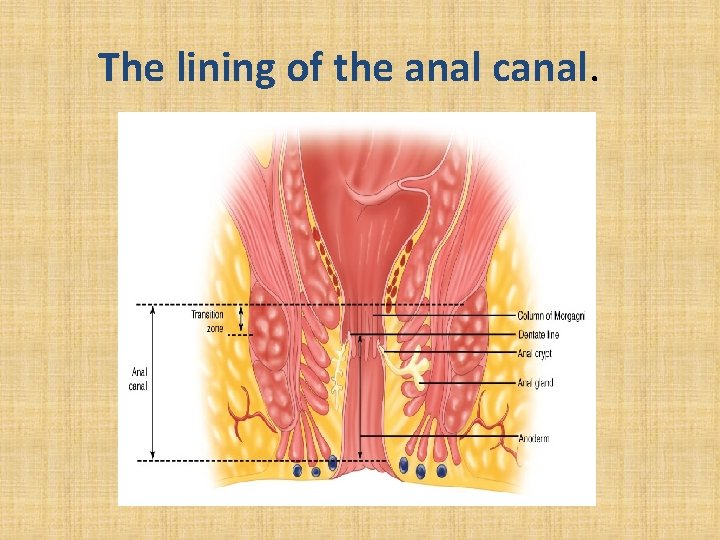 The lining of the anal canal. 